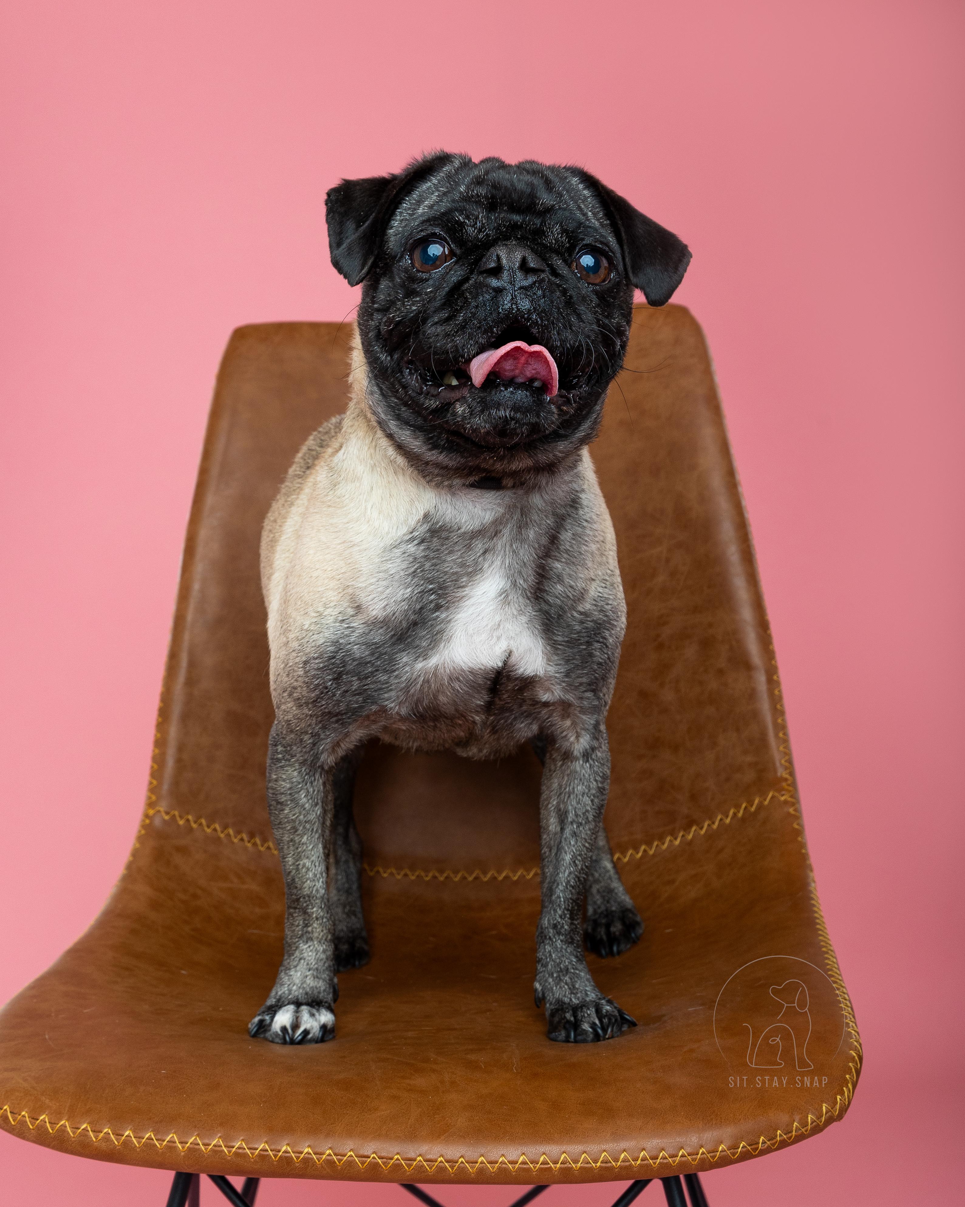 Isabella, a Adoptable Pug in Fort Collins, CO image 1/6