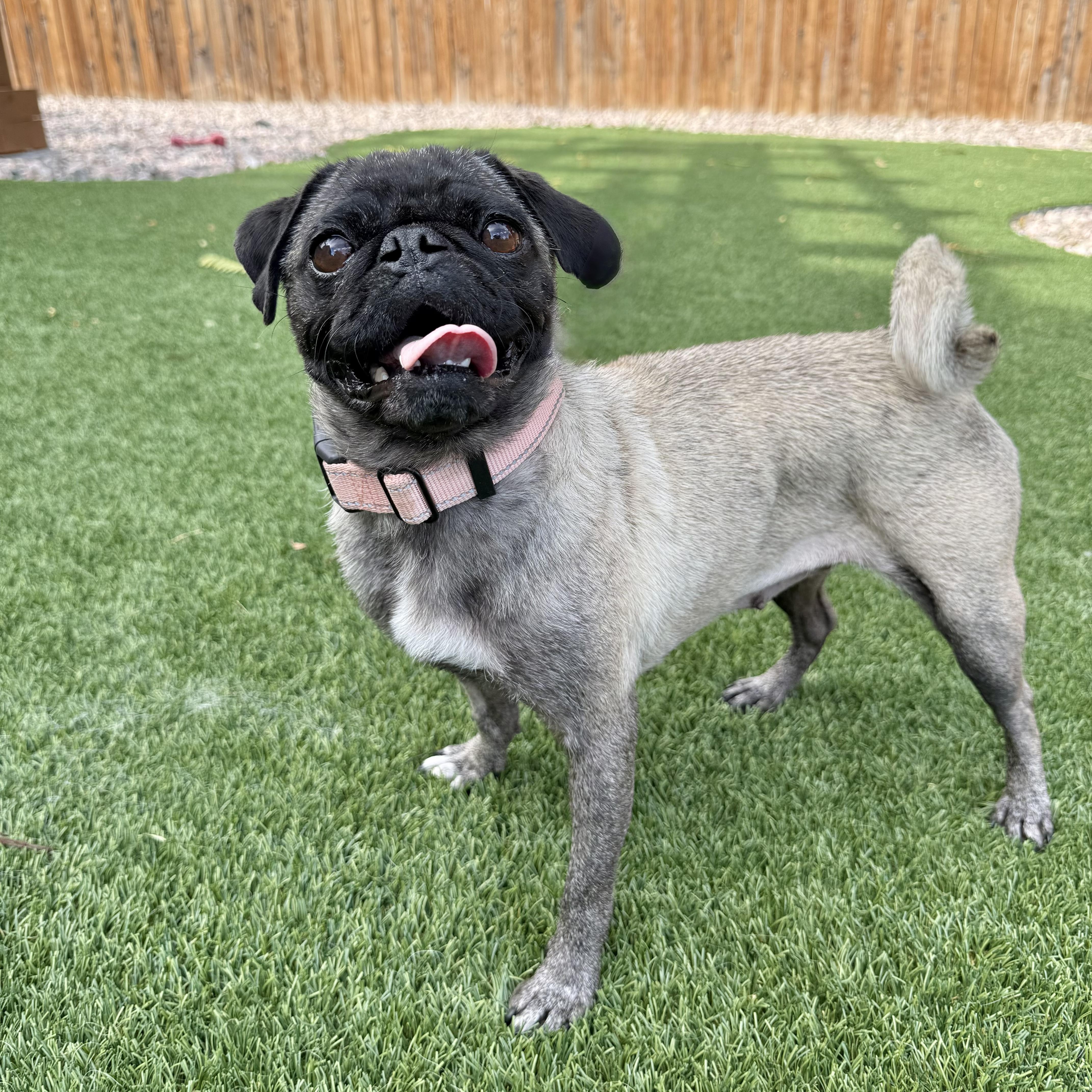 Isabella, a Adoptable Pug in Fort Collins, CO image 4/6