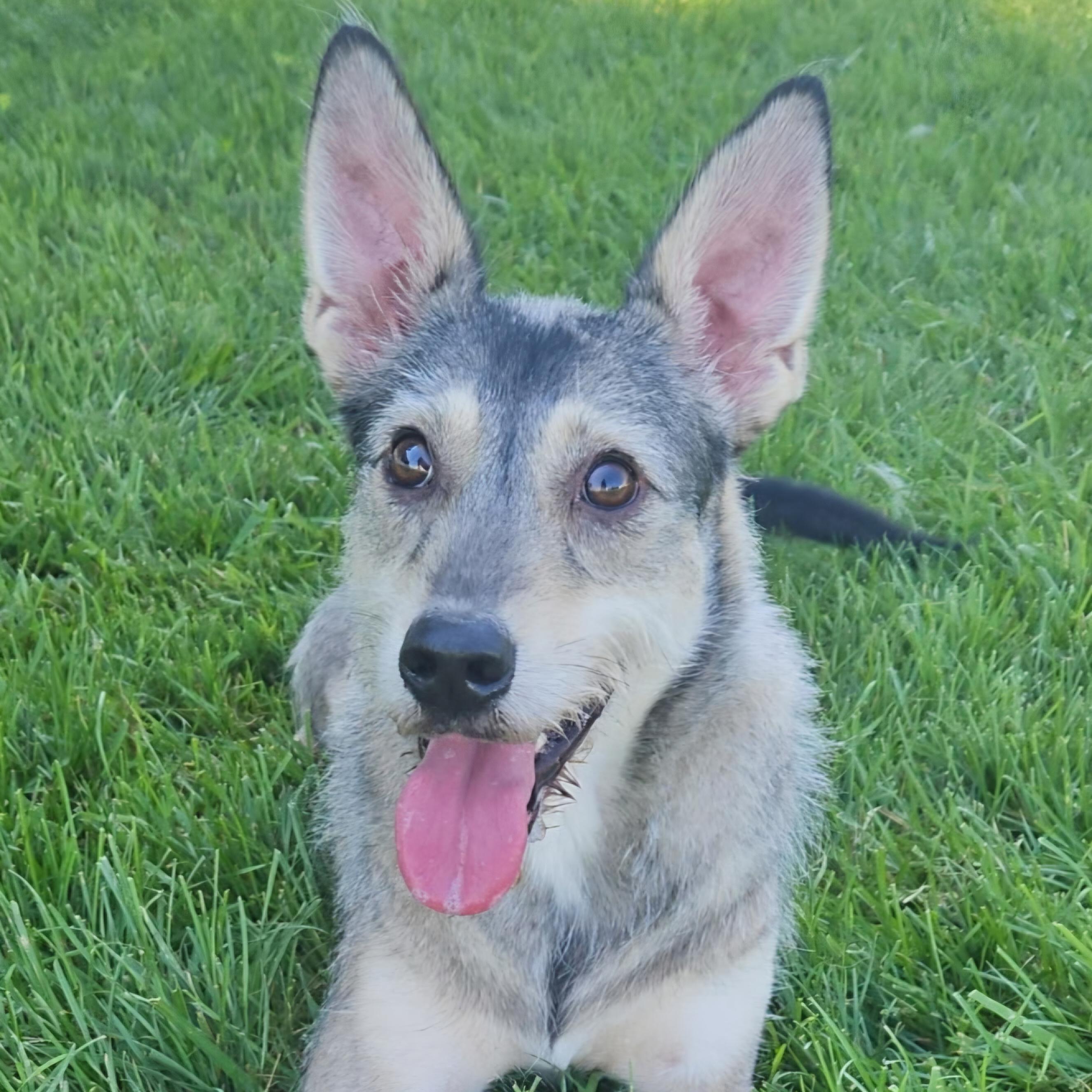 Enlarge Cosmo, an adopted mixed breed in Normal, IL image 2/6