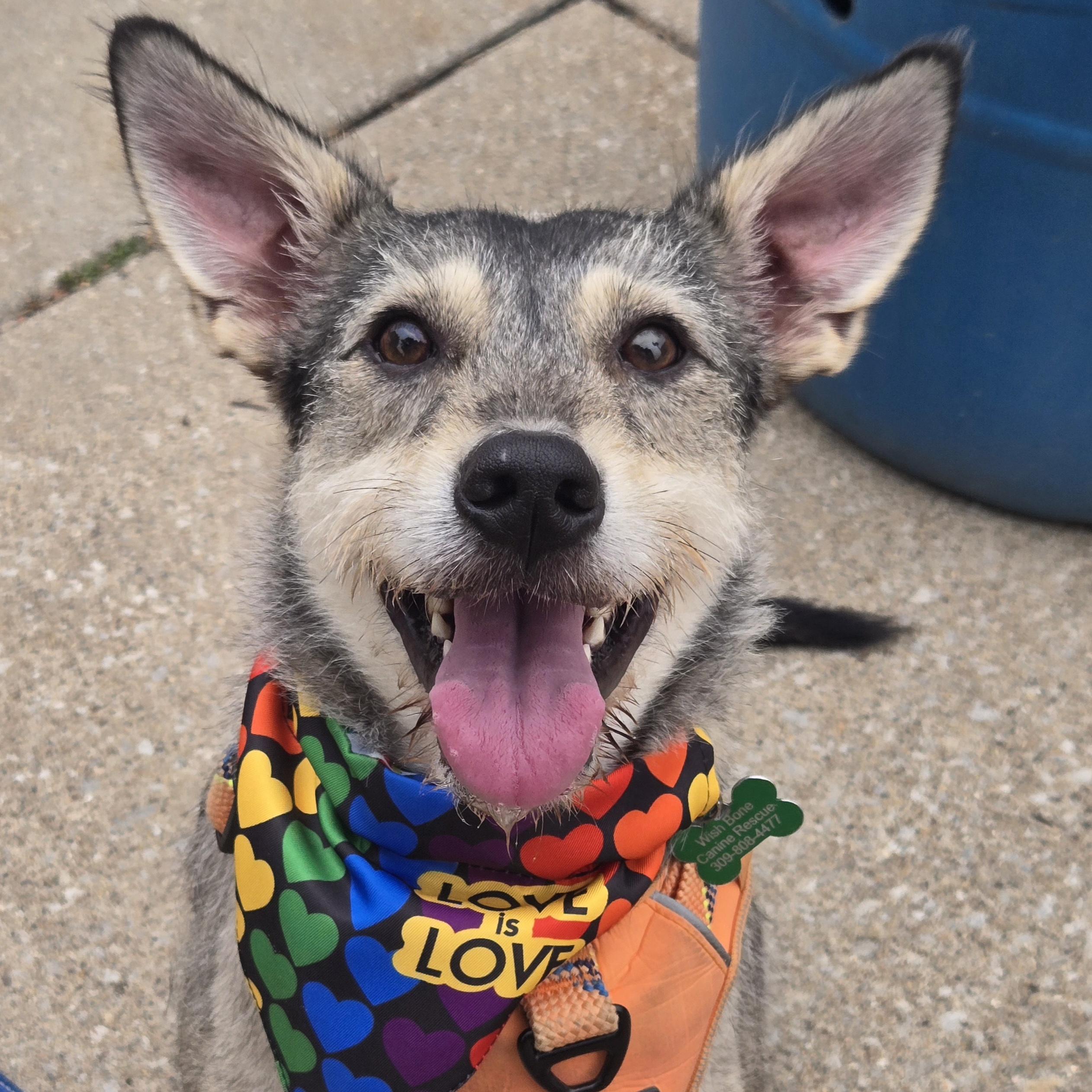 Enlarge Cosmo, an adopted mixed breed in Normal, IL image 1/6