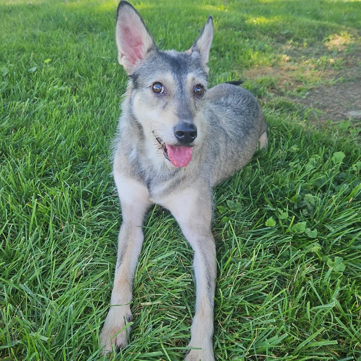 Enlarge Cosmo, an adopted mixed breed in Normal, IL image 3/6