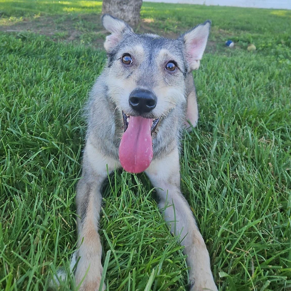 Enlarge Cosmo, an adopted mixed breed in Normal, IL image 6/6