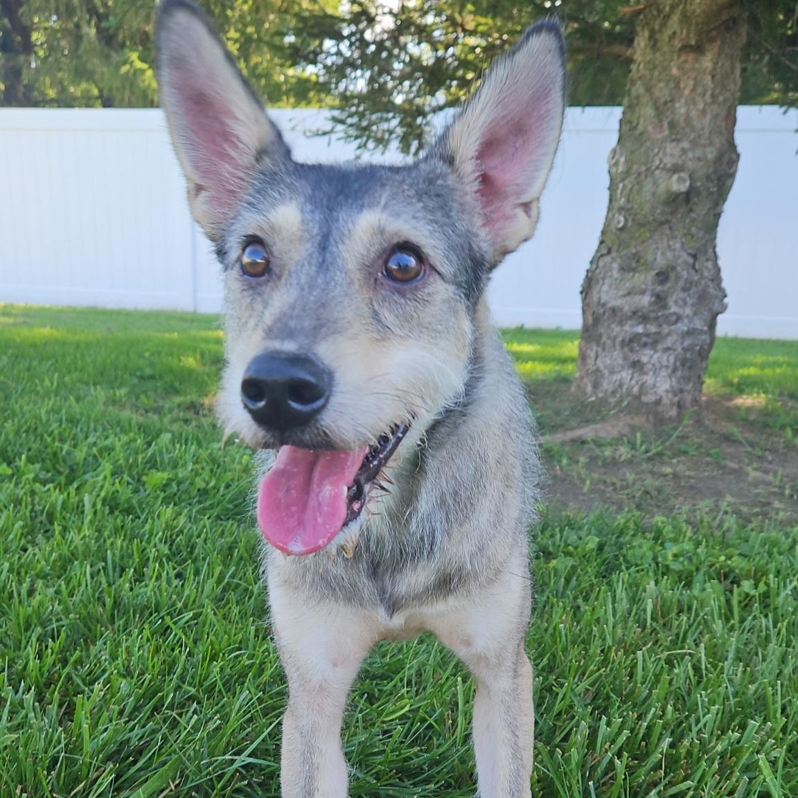 Enlarge Cosmo, an adopted mixed breed in Normal, IL image 5/6