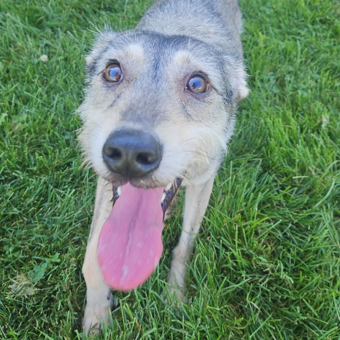 Enlarge Cosmo, an adopted mixed breed in Normal, IL image 4/6