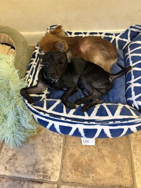 Enlarge Winky, a Adoptable mixed breed in Huntington, NY image 1/5