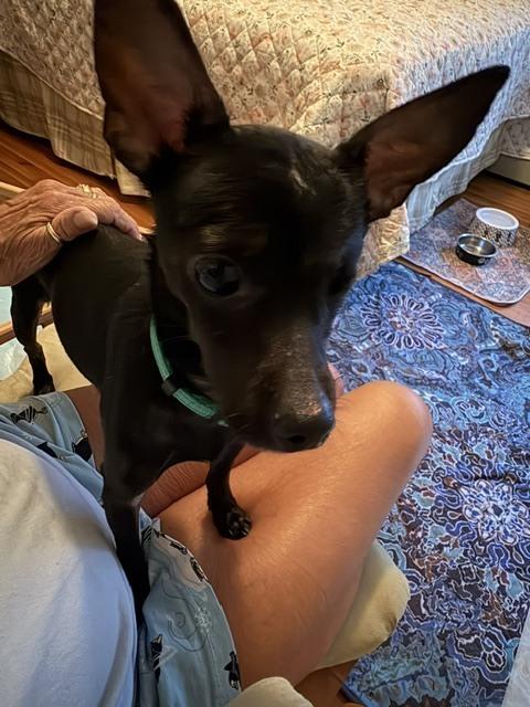 Enlarge Winky, a Adoptable mixed breed in Huntington, NY image 2/5