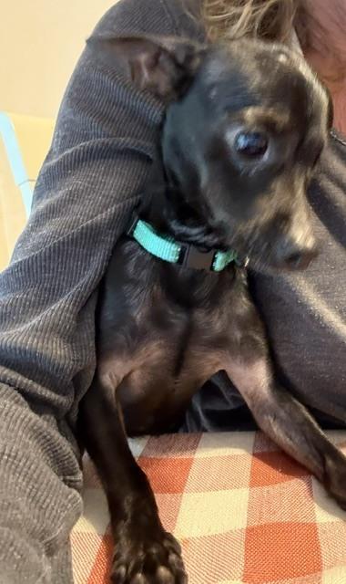 Enlarge Winky, a Adoptable mixed breed in Huntington, NY image 3/5