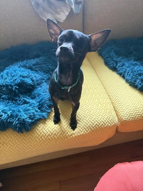 Enlarge Winky, a Adoptable mixed breed in Huntington, NY image 5/5