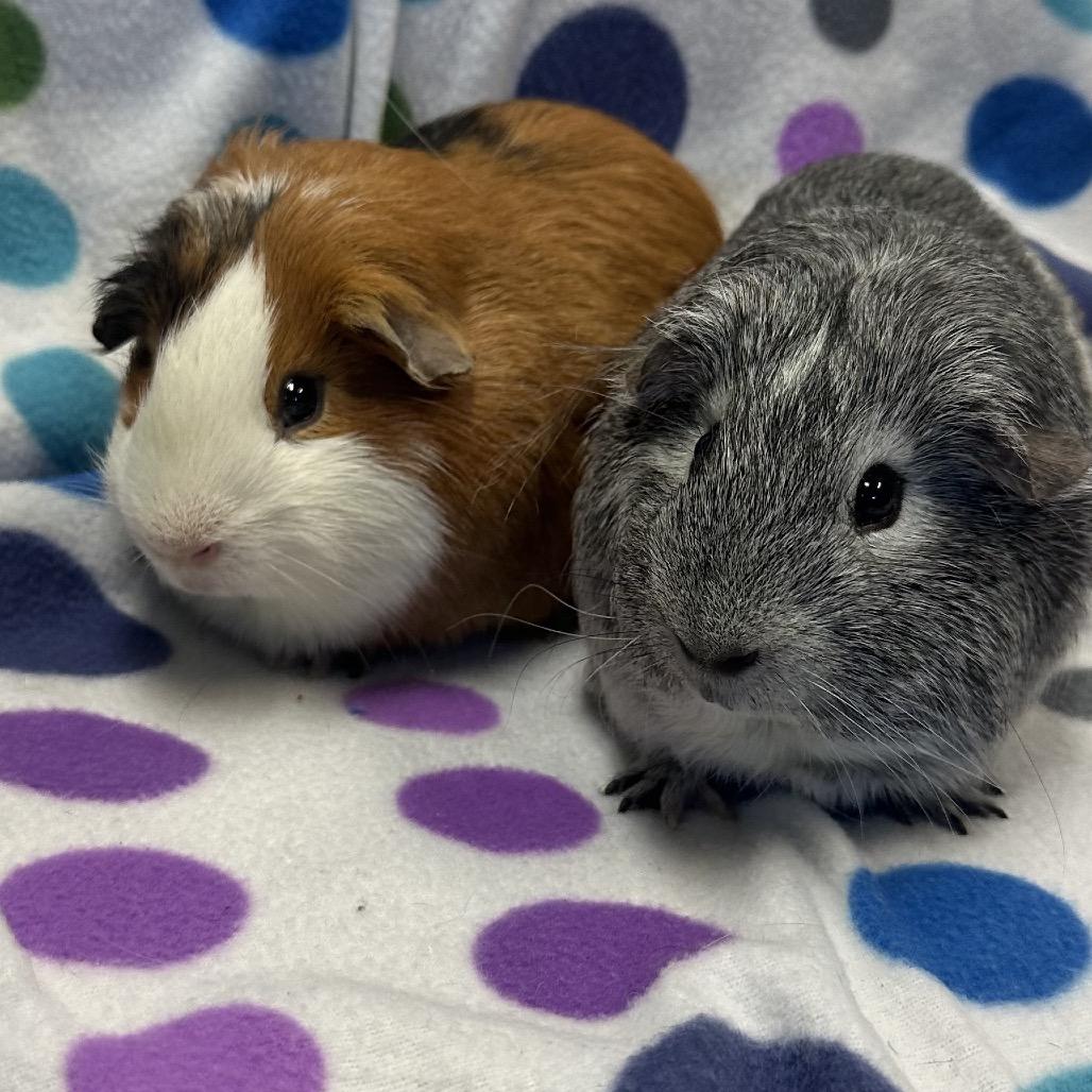 Pumpkin, Adoptable, Adult Male Guinea Pig.