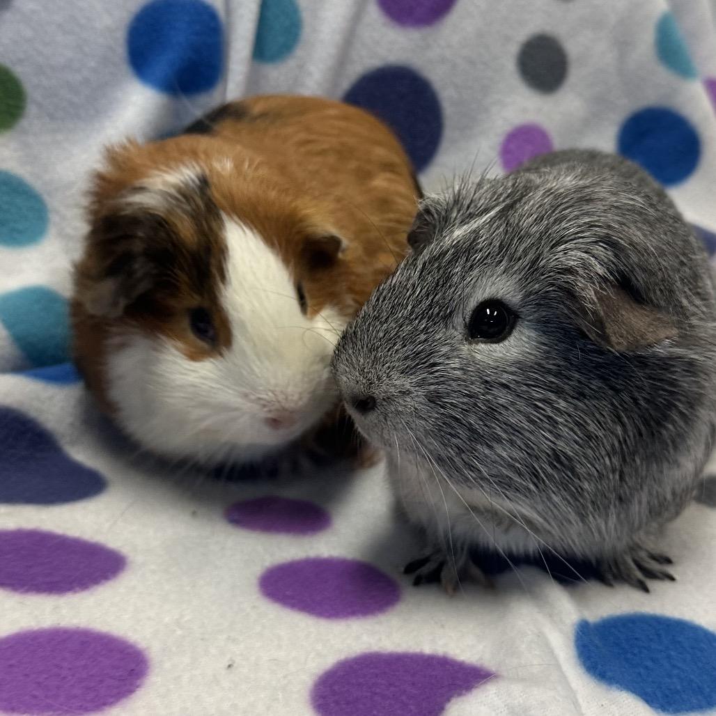 Enlarge Pumpkin, a Adoptable Guinea Pig in Quakertown, PA image 2/3