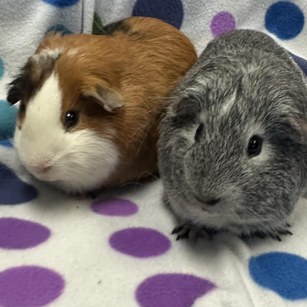 Enlarge Pumpkin, a Adoptable Guinea Pig in Quakertown, PA image 3/3