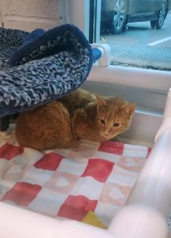 Pudge, Adoptable, Young Male Domestic Long Hair.