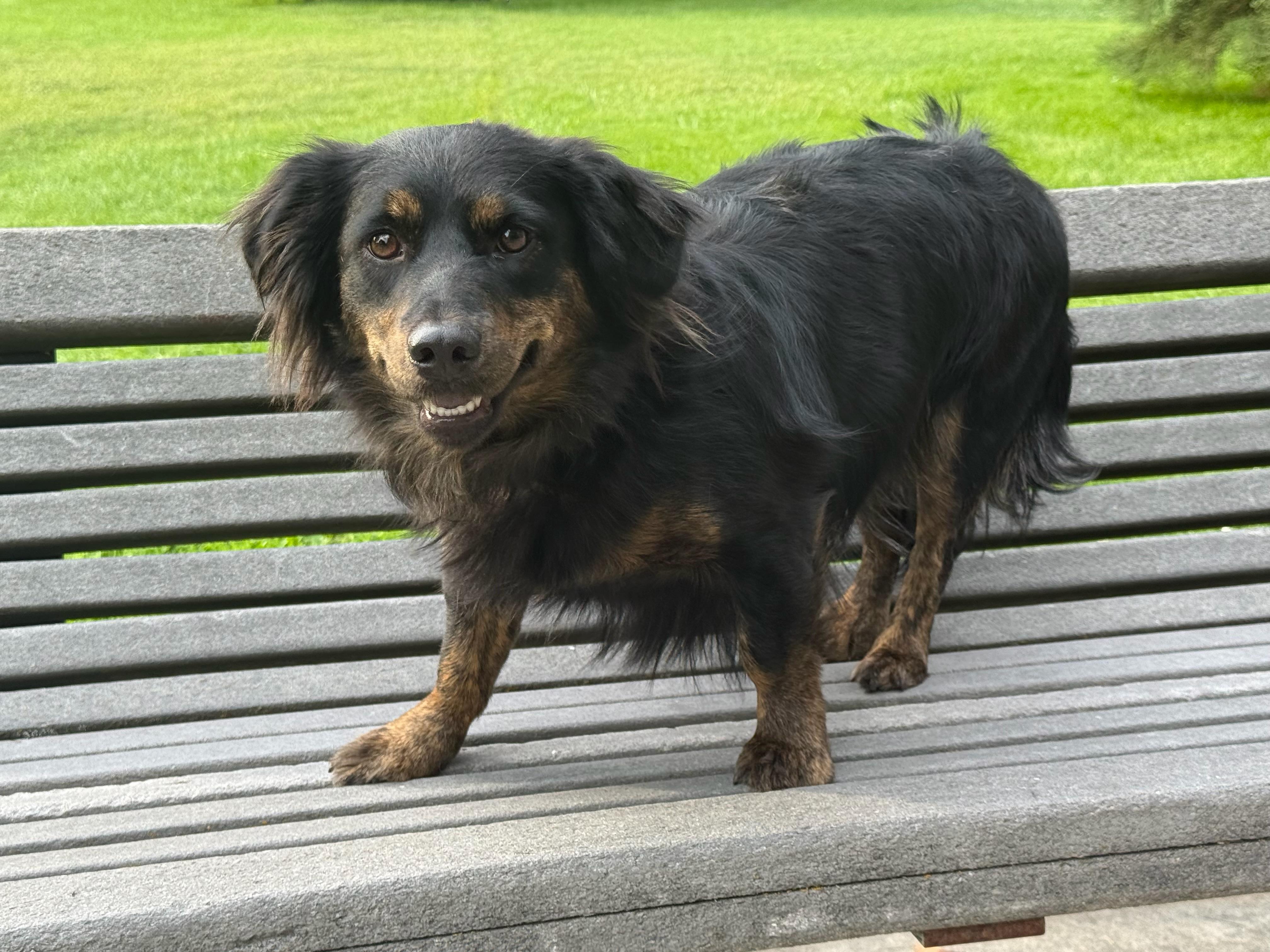 Mishka, Adoptable, Adult Female Dachshund & Australian Shepherd.