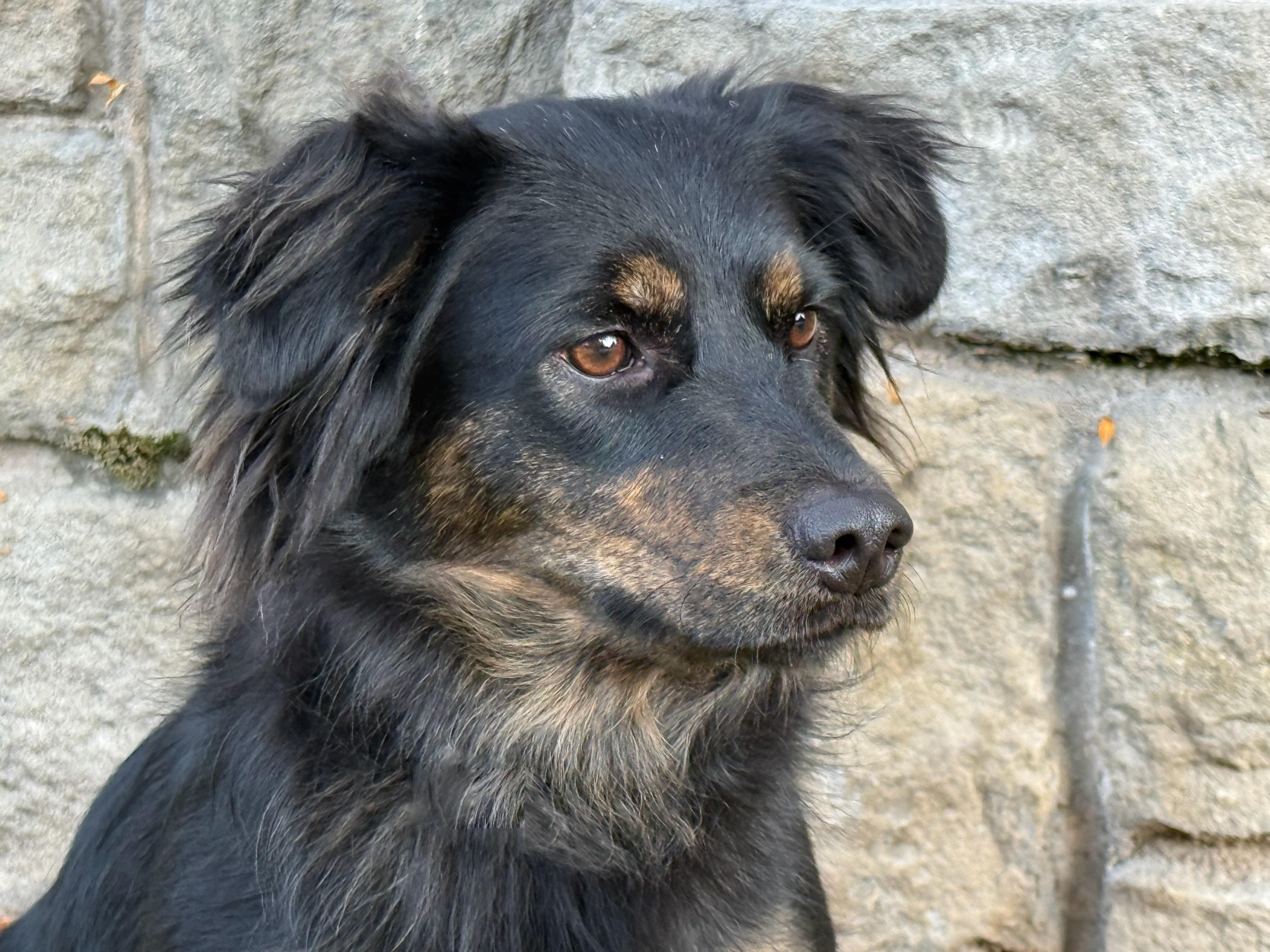 Enlarge Mishka, a Adoptable mixed breed in Twin Falls, ID image 2/4