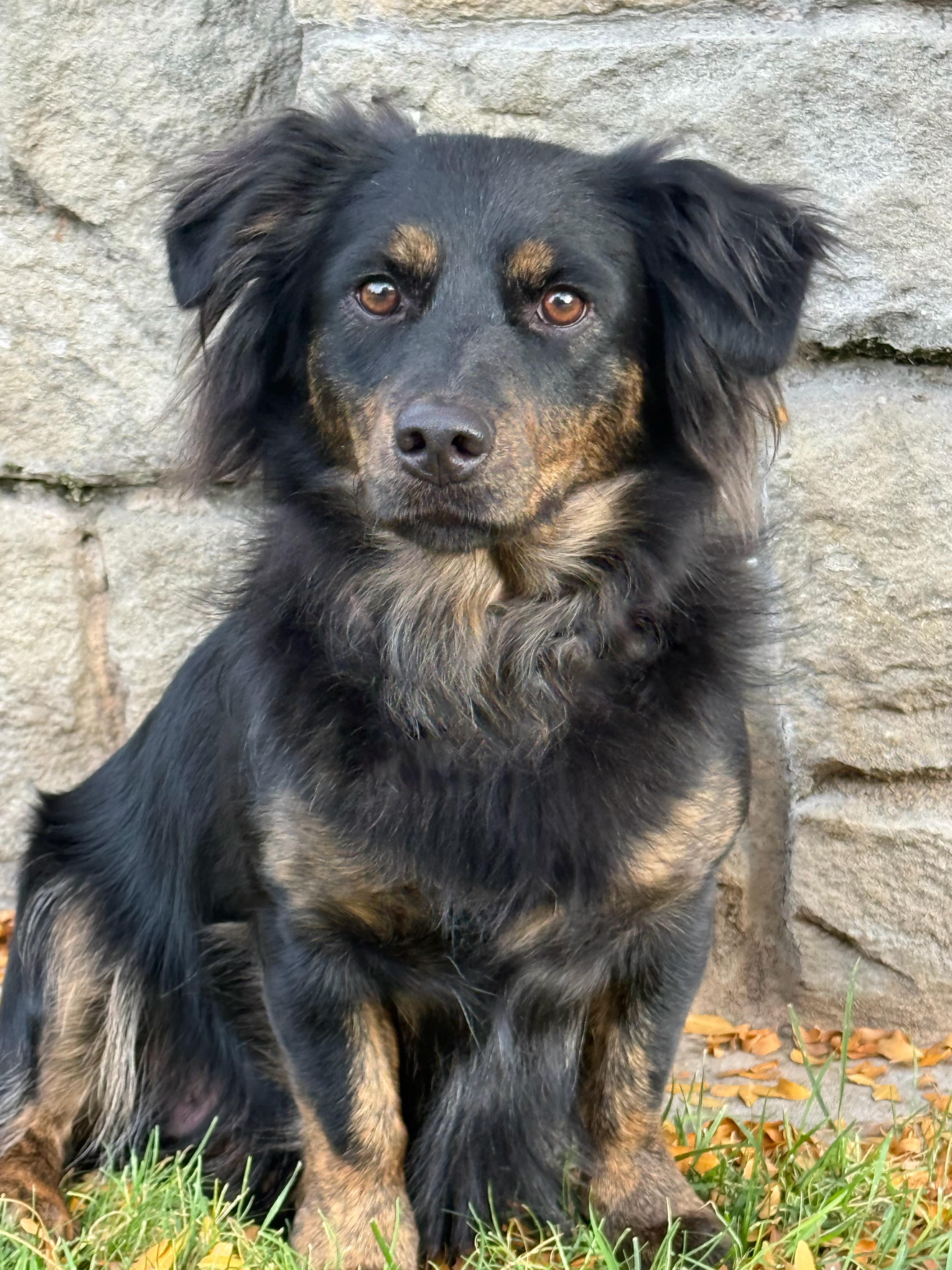 Enlarge Mishka, a Adoptable mixed breed in Twin Falls, ID image 3/4