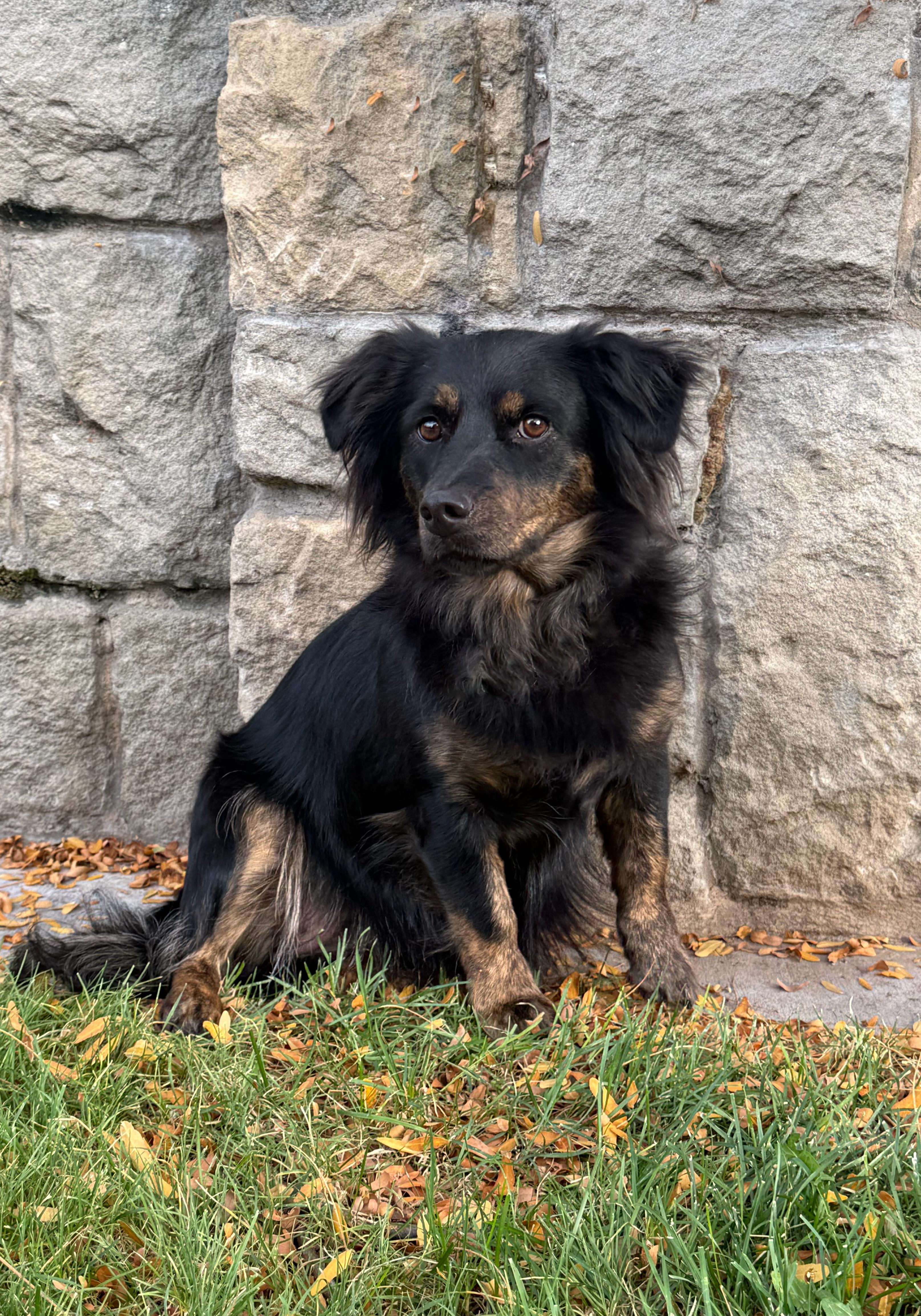 Enlarge Mishka, a Adoptable mixed breed in Twin Falls, ID image 4/4