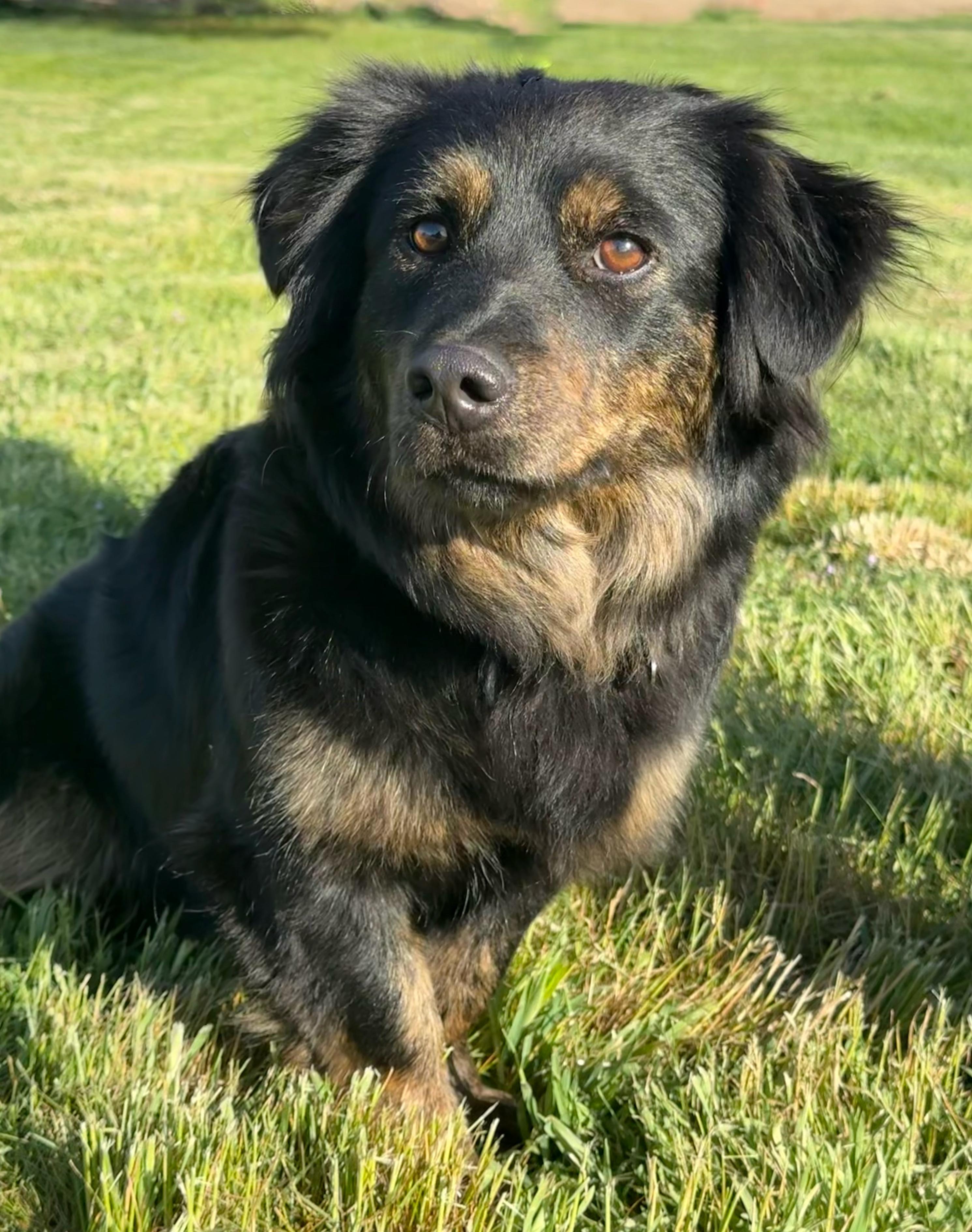 Mishka, Adoptable, Young Female German Shepherd Dog & Dachshund.