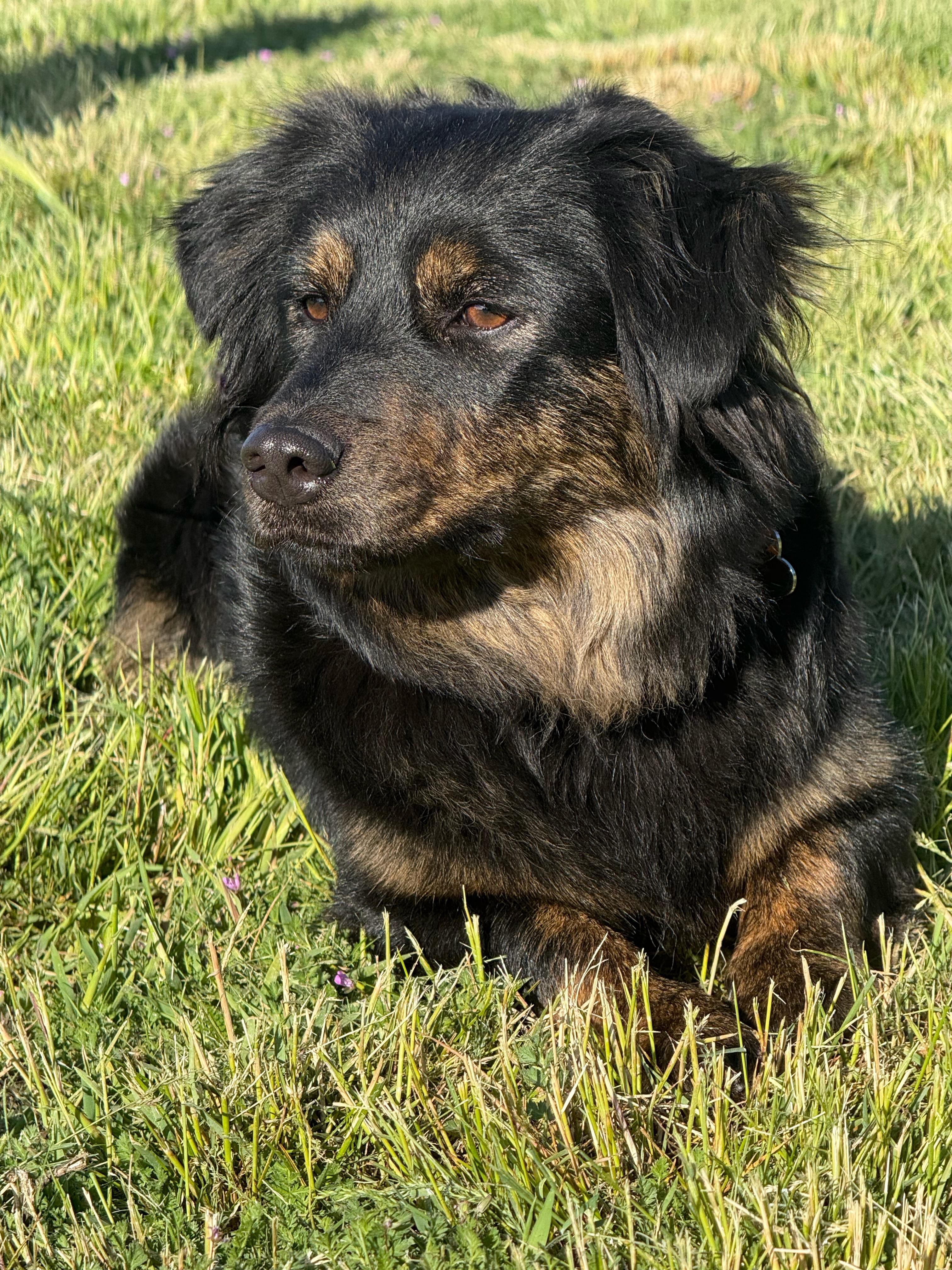 Enlarge Mishka, a Adoptable mixed breed in Twin Falls, ID image 2/3