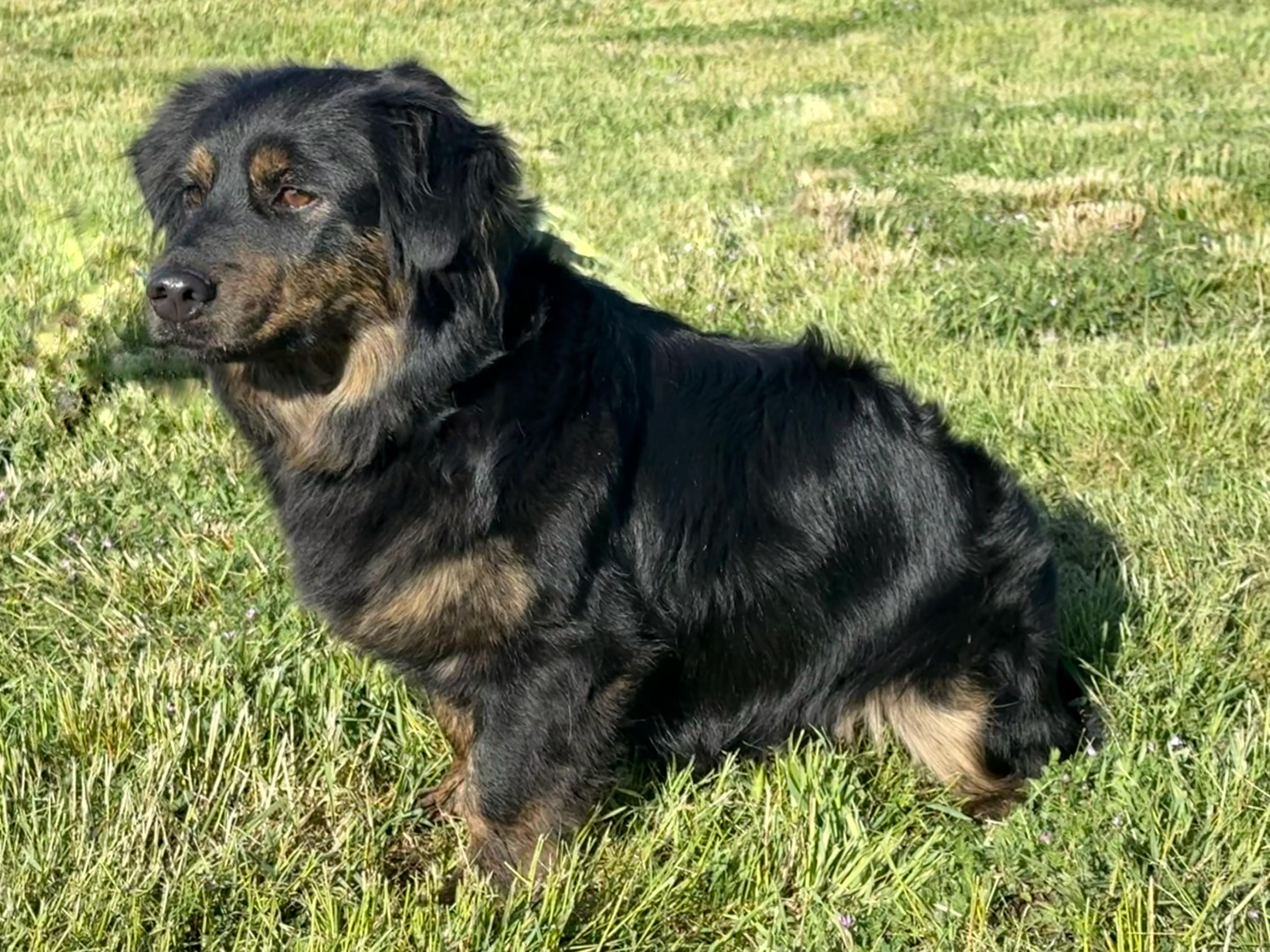 Enlarge Mishka, a Adoptable mixed breed in Twin Falls, ID image 3/3