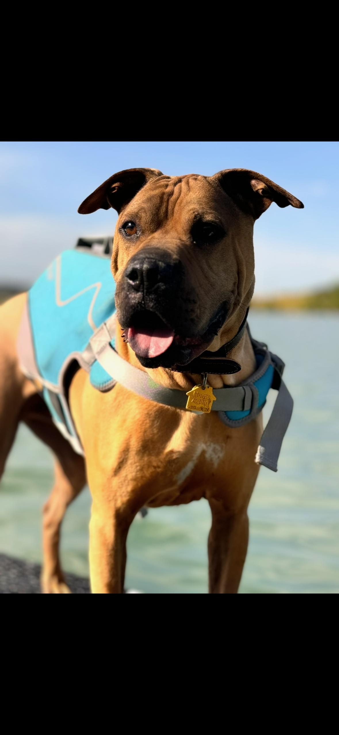 Enlarge Odin *courtesy listing*, a ADOPTABLE mixed breed in Littleton, CO image 1/2