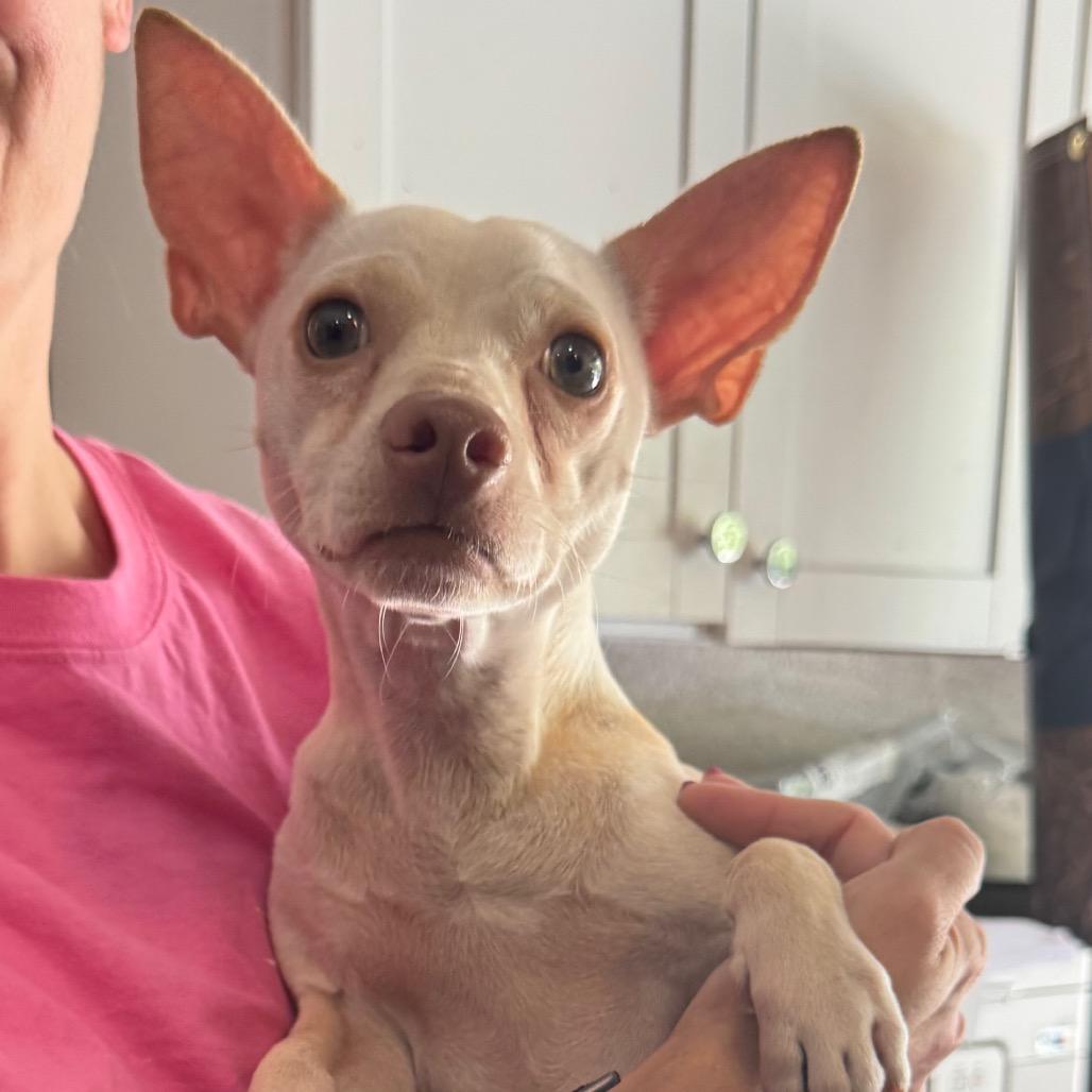 Professor Utonium, Adoptable, Adult Male Chihuahua & Mixed Breed.