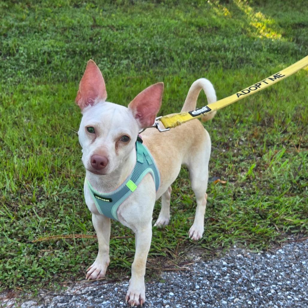 Enlarge Professor Utonium, a Adoptable mixed breed in North Port, FL image 2/5