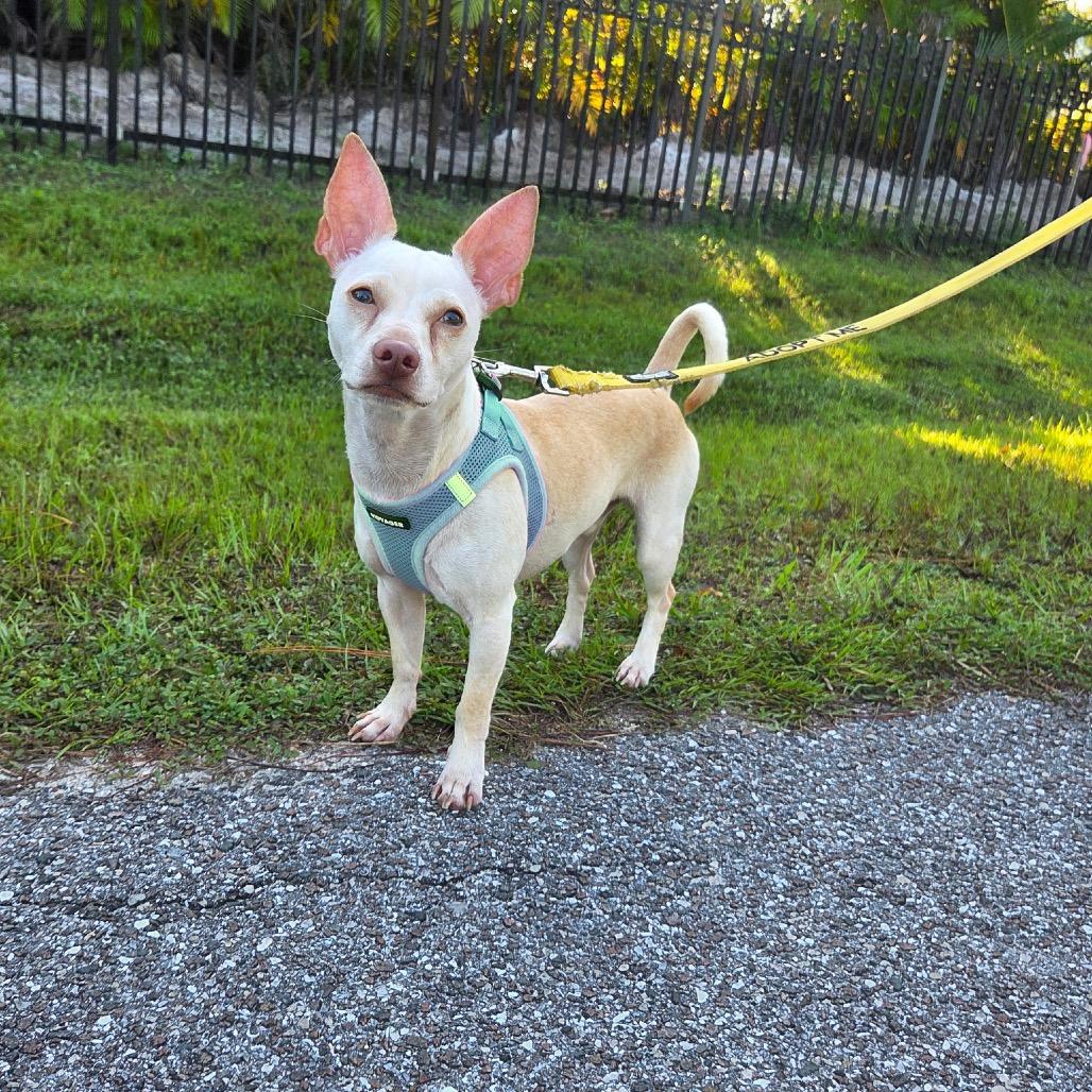 Enlarge Professor Utonium, a Adoptable mixed breed in North Port, FL image 3/5
