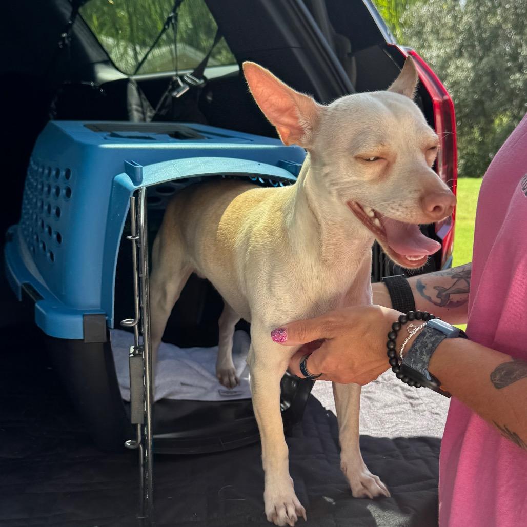 Enlarge Professor Utonium, a Adoptable mixed breed in North Port, FL image 4/5