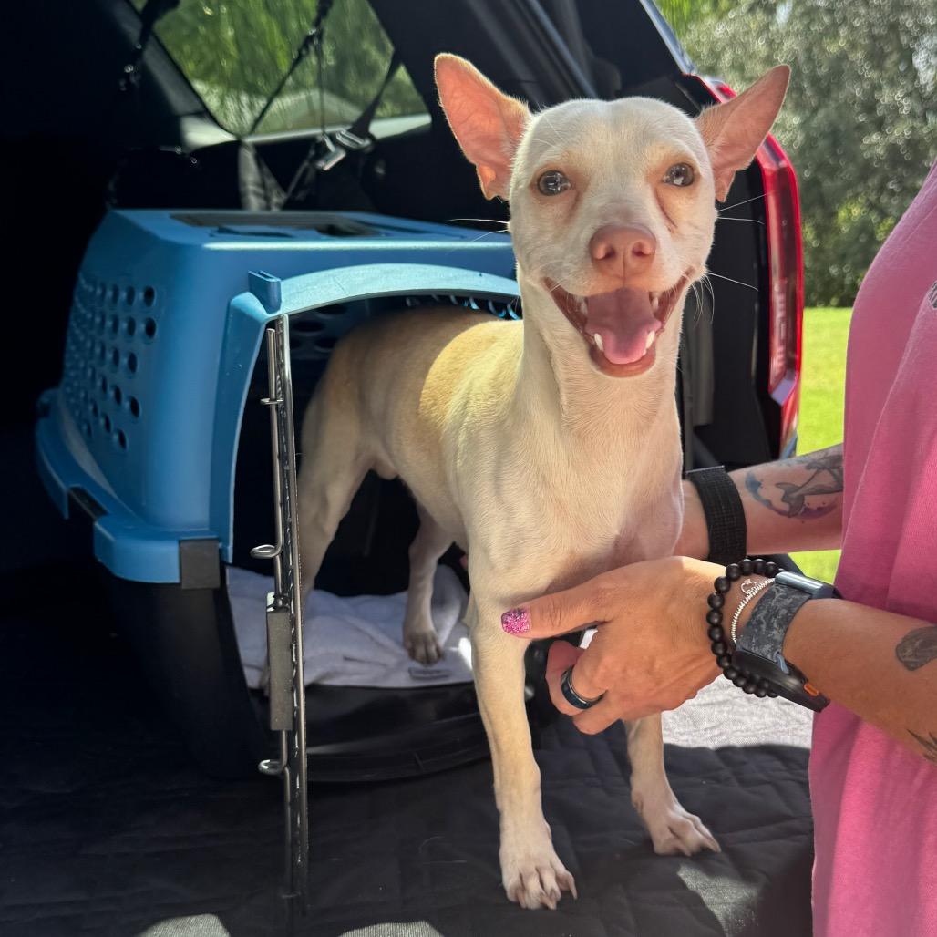 Enlarge Professor Utonium, a Adoptable mixed breed in North Port, FL image 5/5