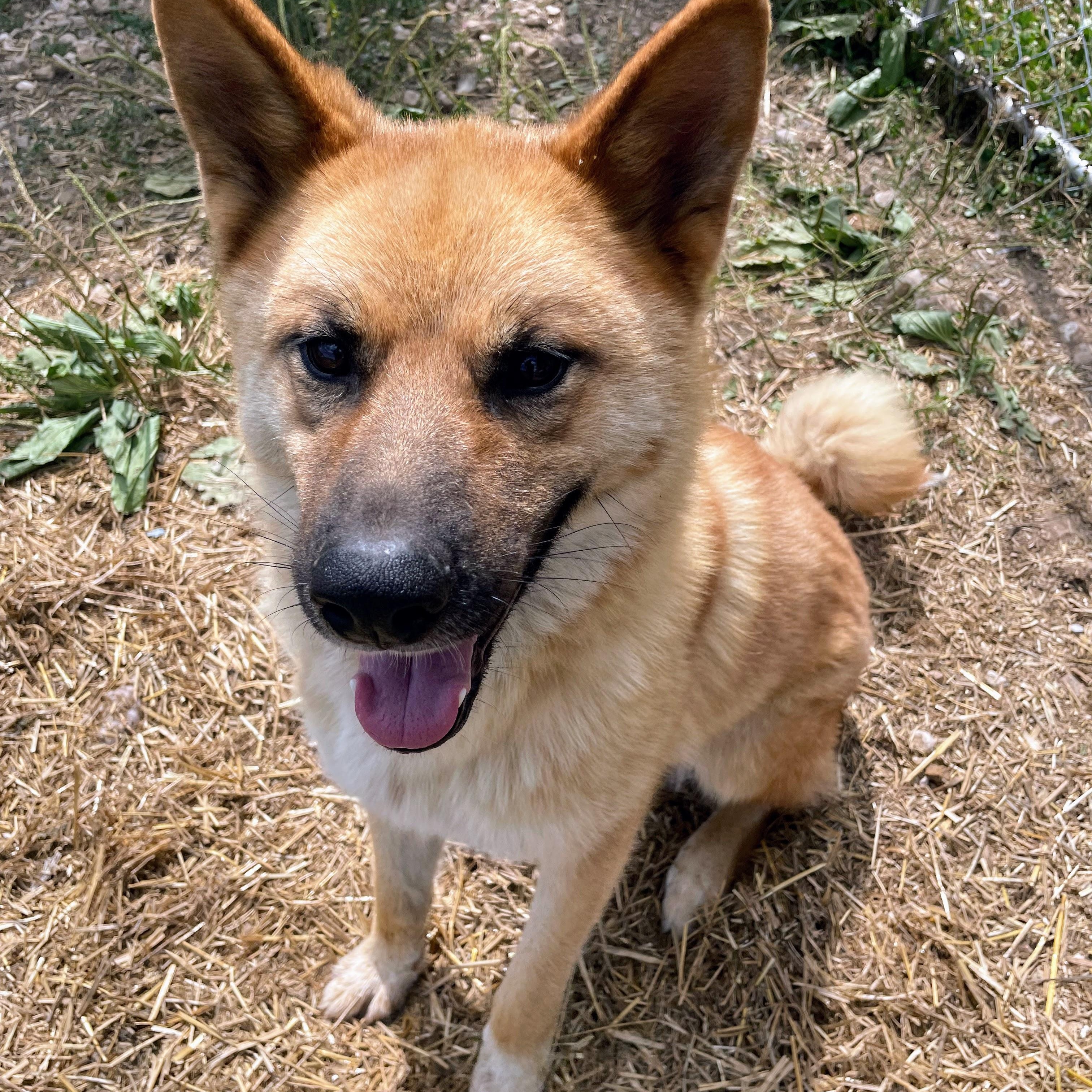 Enlarge Nicky, a Adoptable mixed breed in Bella Vista, AR image 1/2