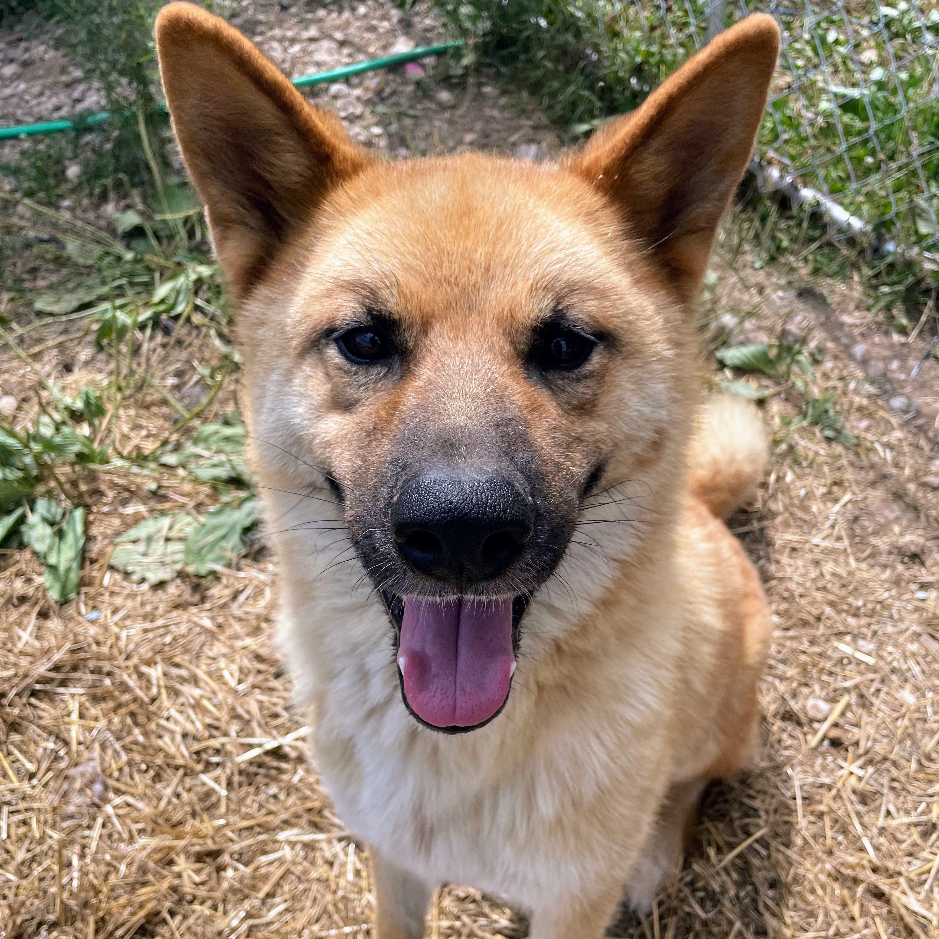 Nicky, Adoptable, Adult Male German Shepherd Dog & Husky.