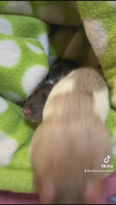 Enlarge Flora, Fauna and Merryweather, a Adopted Rat in Hamilton, ON video 4/7