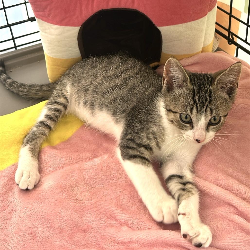 Mailbox, Adoptable, Kitten Male Domestic Short Hair.