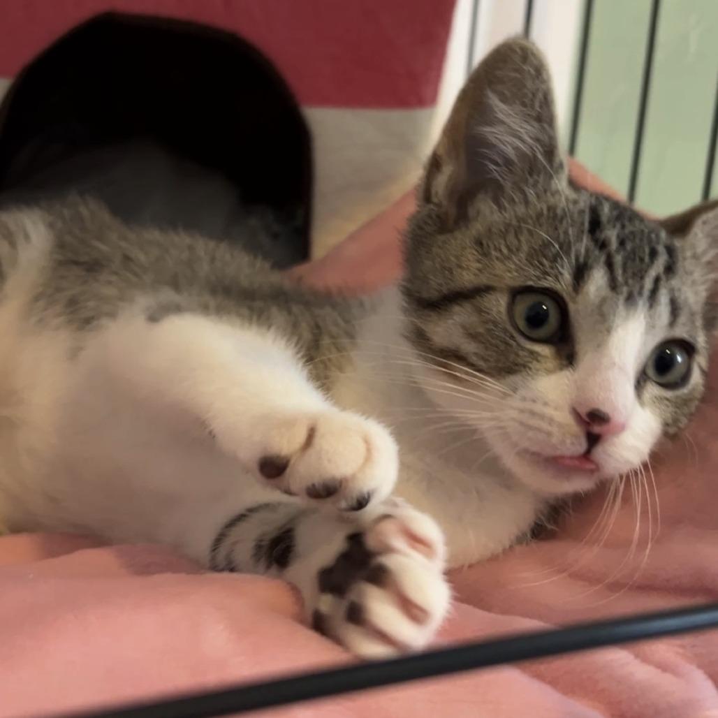 Enlarge Mailbox, a Adoptable Domestic Short Hair in Costa Mesa, CA image 2/6