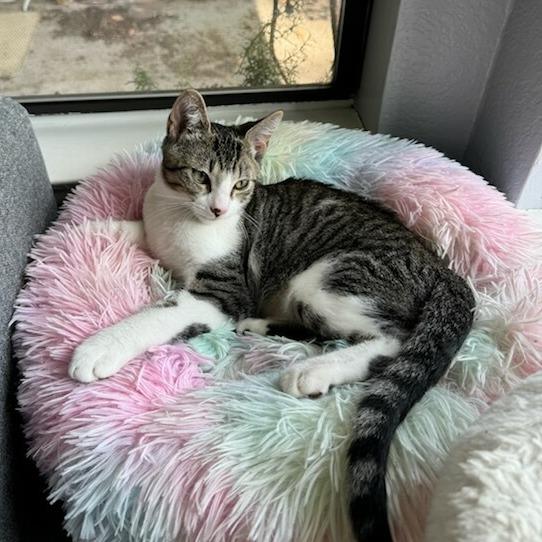 Enlarge Mailbox, a Adoptable Domestic Short Hair in Costa Mesa, CA image 3/6