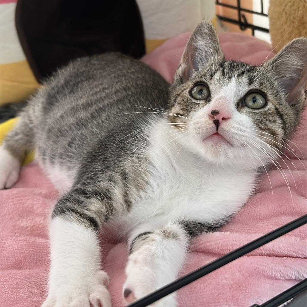 Enlarge Mailbox, a Adoptable Domestic Short Hair in Costa Mesa, CA image 4/6