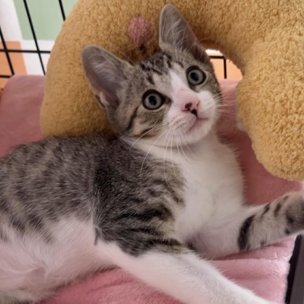 Enlarge Mailbox, a Adoptable Domestic Short Hair in Costa Mesa, CA image 5/6