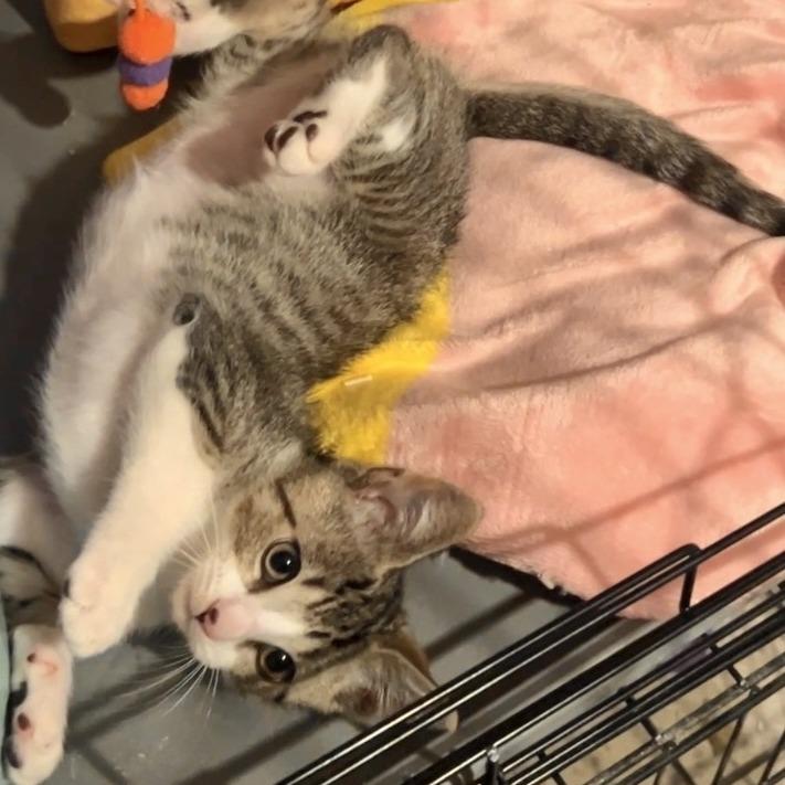 Enlarge Mailbox, a Adoptable Domestic Short Hair in Costa Mesa, CA image 6/6