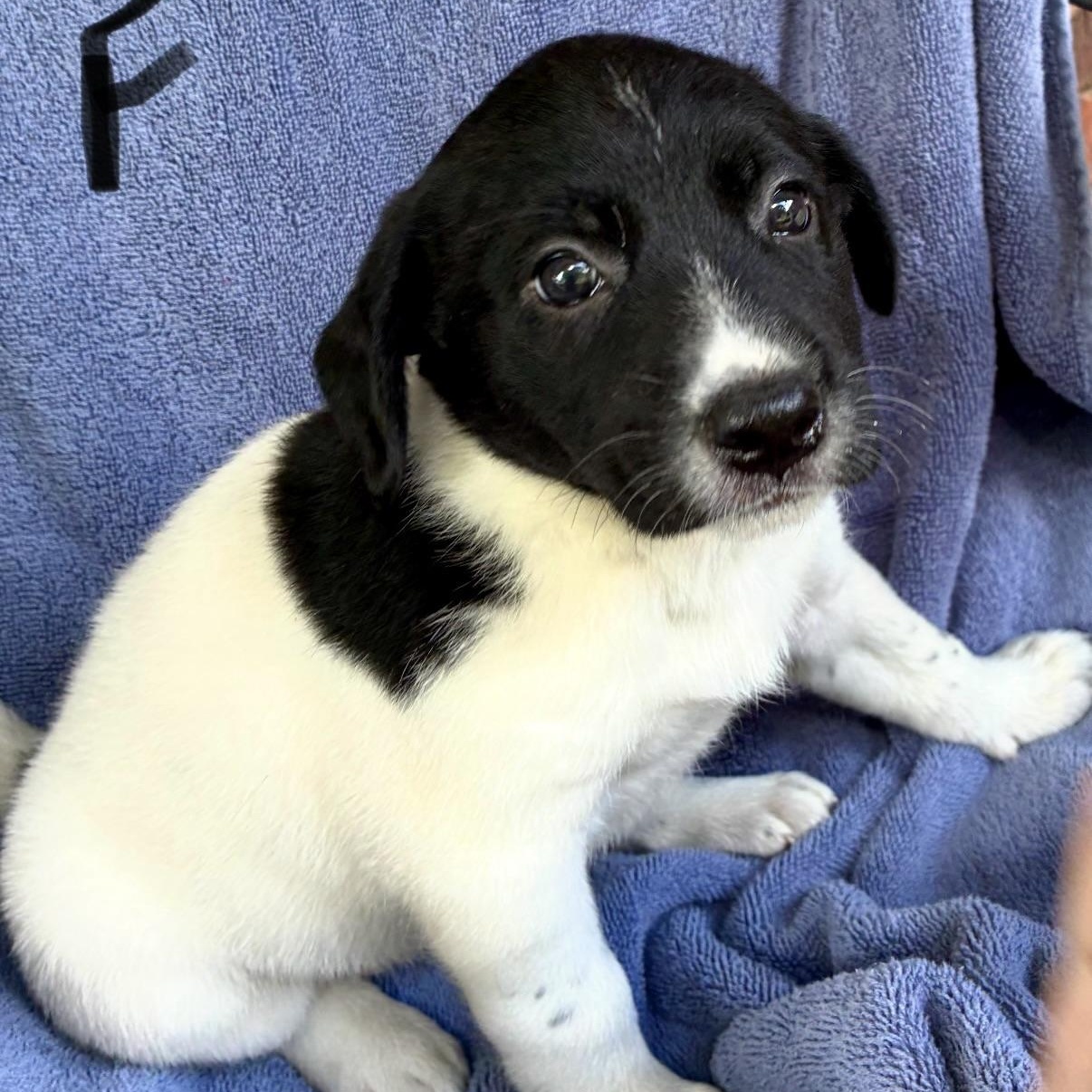 Enlarge Malibu, a Adoptable mixed breed in Hamilton , NJ image 1/1