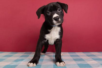 Grasshopper, Adoptable, Puppy Male Retriever & Mixed Breed.