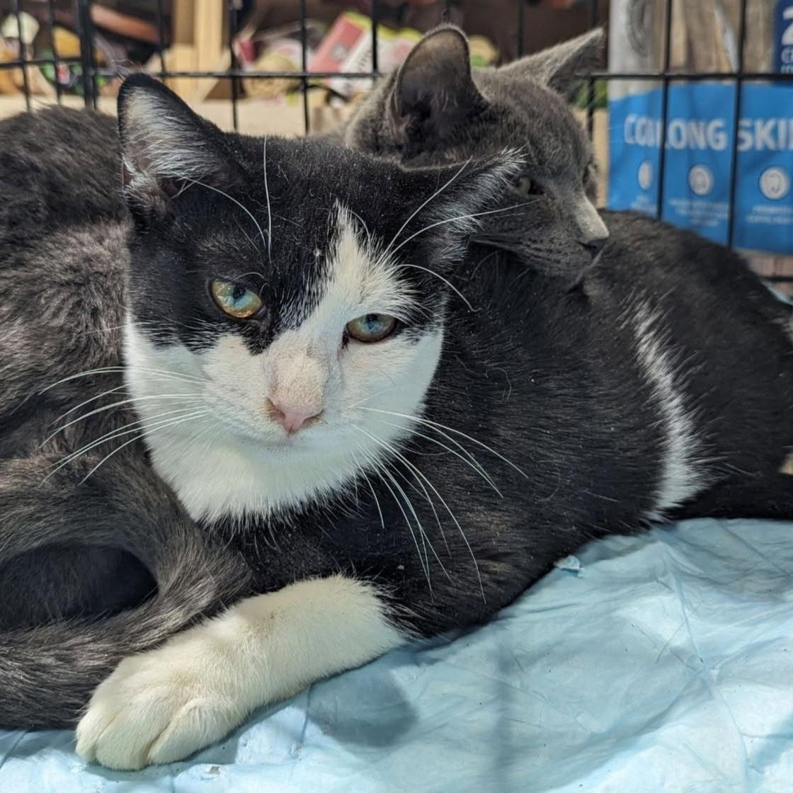 Bert, adoptable, Young Male Domestic Short Hair.