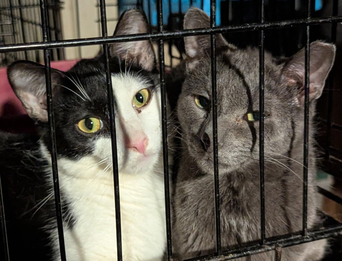 Bert, an adoptable Domestic Short Hair in New York, NY image 3/6