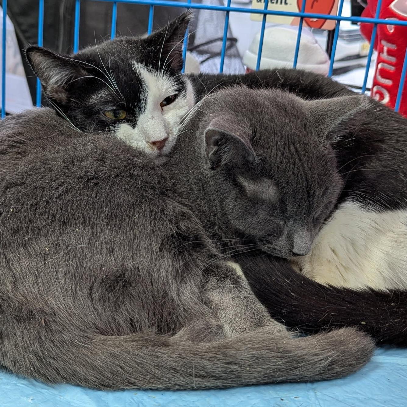 Bert, an adoptable Domestic Short Hair in New York, NY image 4/6