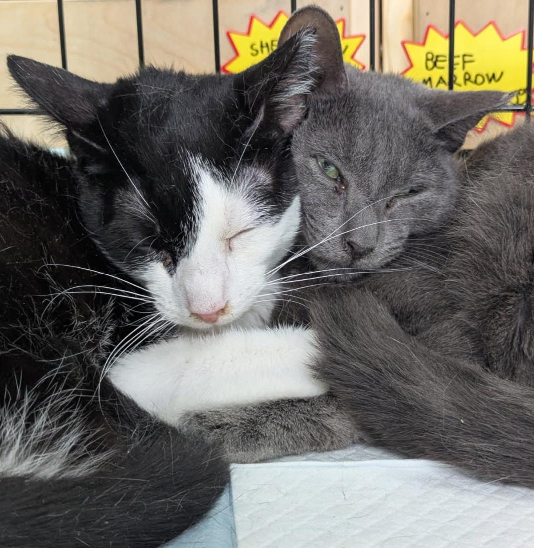 Bert, an adoptable Domestic Short Hair in New York, NY image 5/6