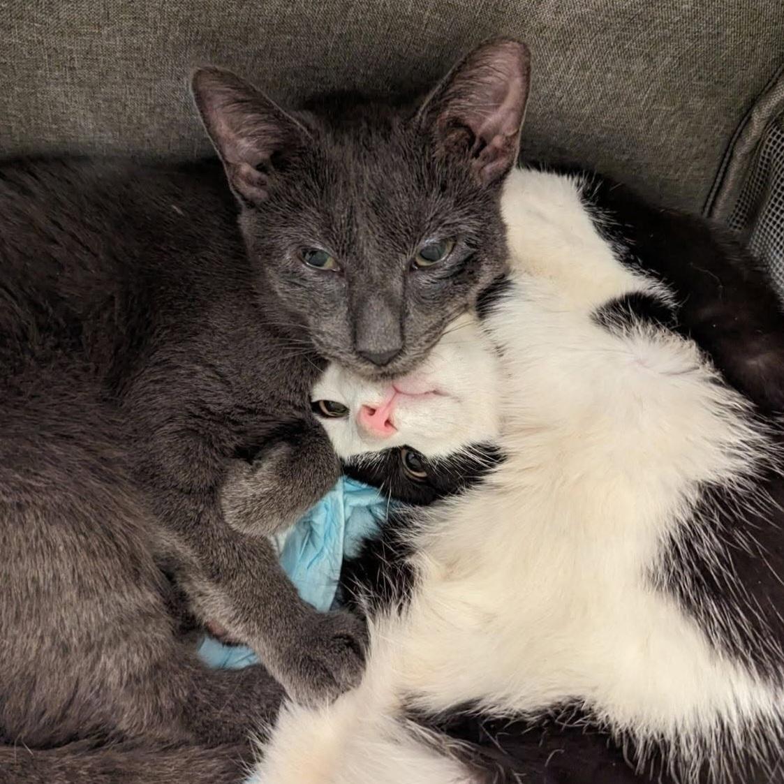 Bert, an adoptable Domestic Short Hair in New York, NY image 6/6