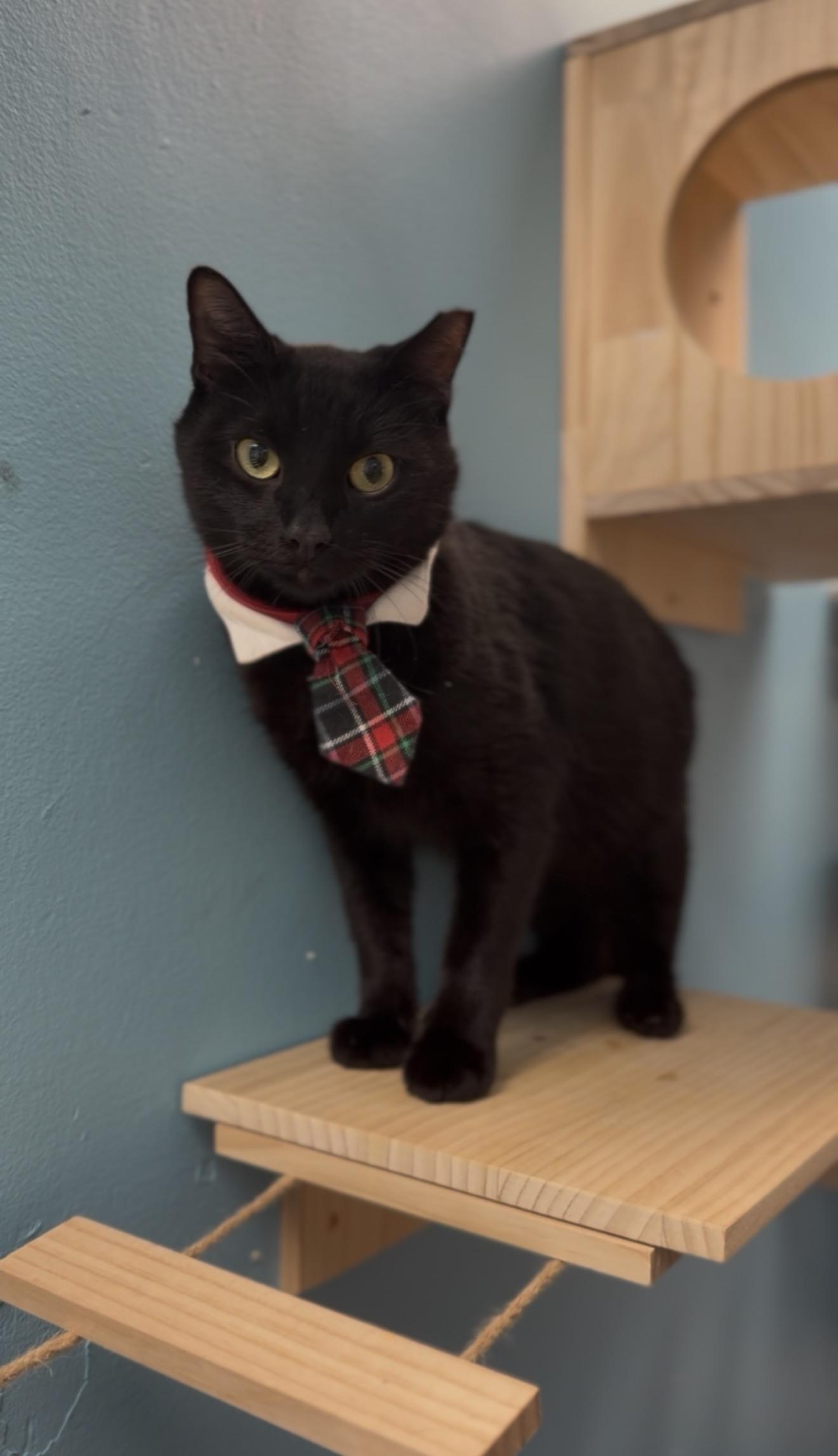 Enlarge HUBERT, a ADOPTABLE Domestic Short Hair in Miami, FL image 1/1