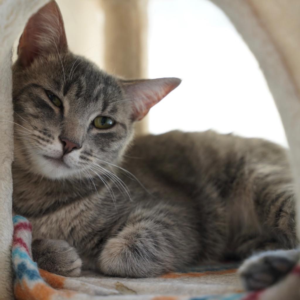 Leslie, a Adoptable mixed breed in Sandy, UT image 2/2