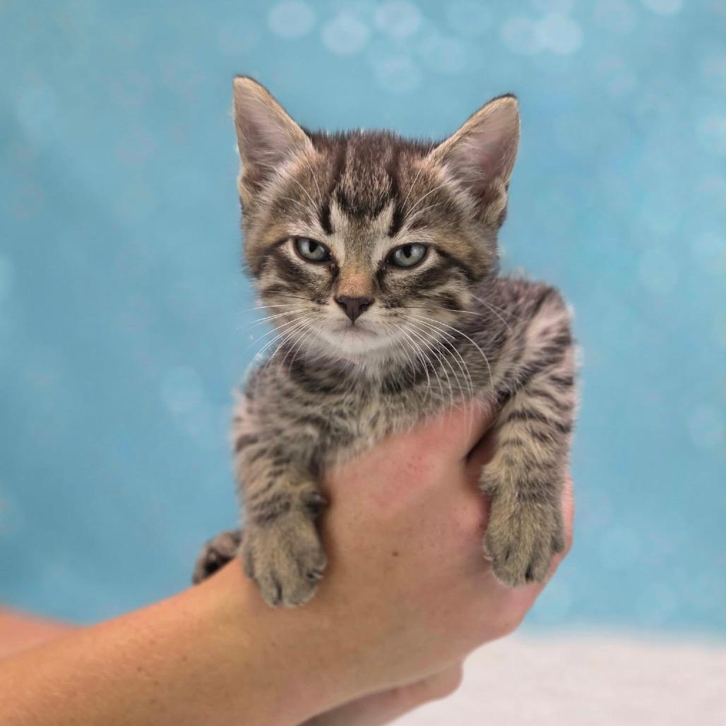 Burrito-C, Adoptable, Kitten Female Domestic Short Hair.