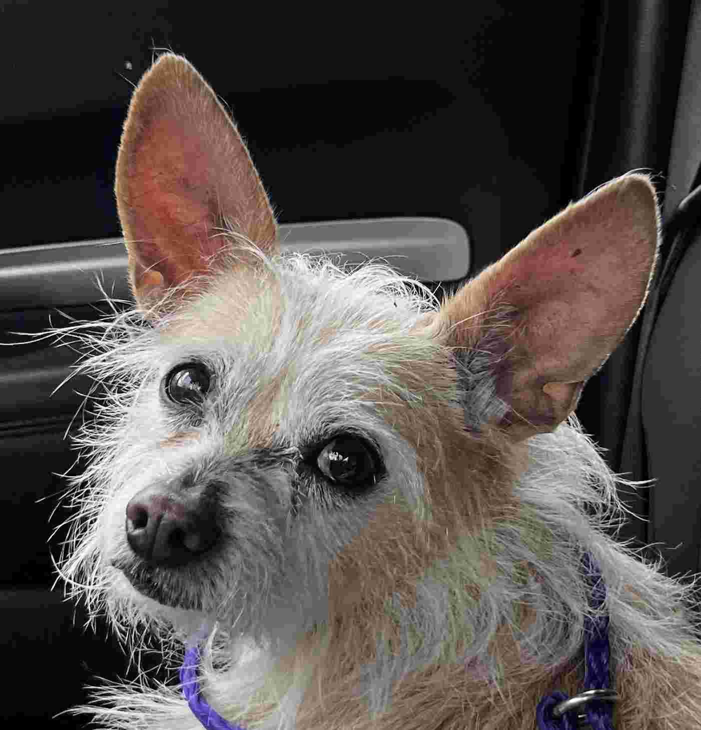 Enlarge Versace, an adopted mixed breed in New Castle, IN image 1/1
