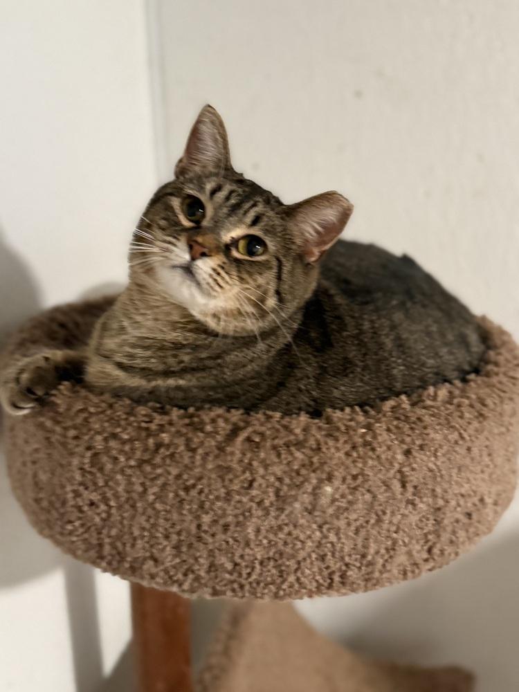 Enlarge Millie, a Adoptable Tabby in Bonifay, FL image 1/6